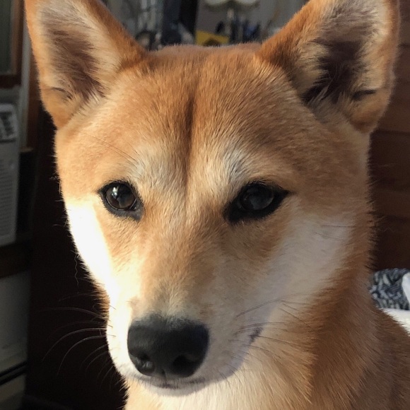 Meet your Posher, Kate - Picture 1 of 1